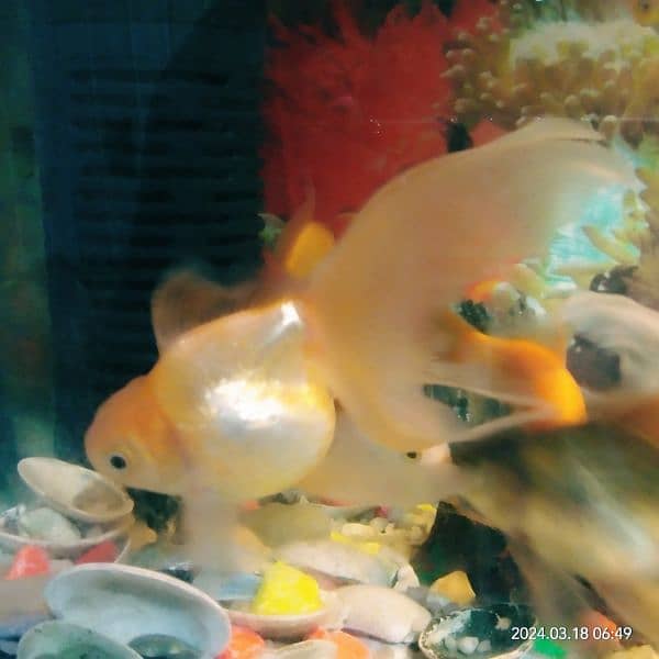 Fish Aquarium 12
