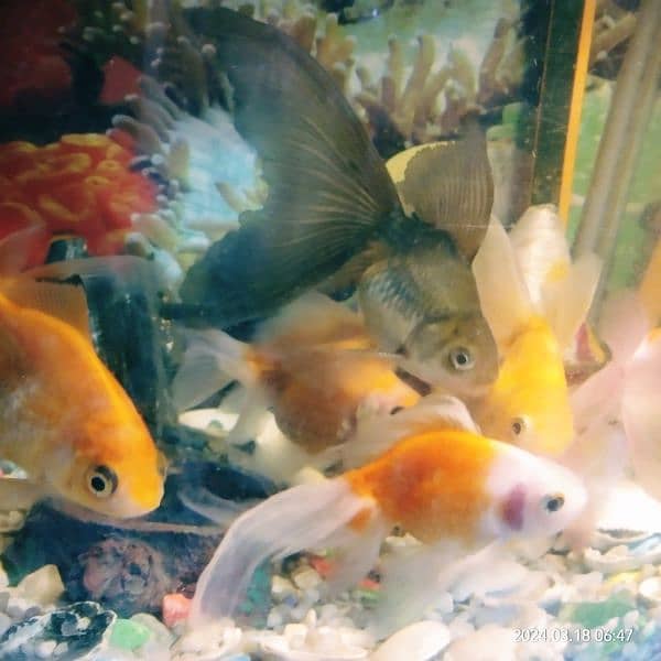 Fish Aquarium 13