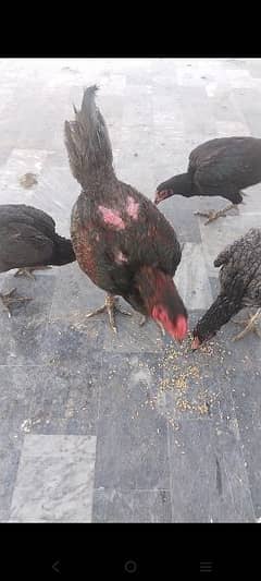 pure Thai chicks hor eggs for sale male female available. 03416282842 0