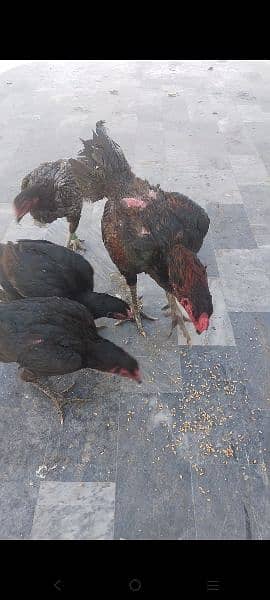 pure Thai chicks hor eggs for sale male female available. 03416282842 1
