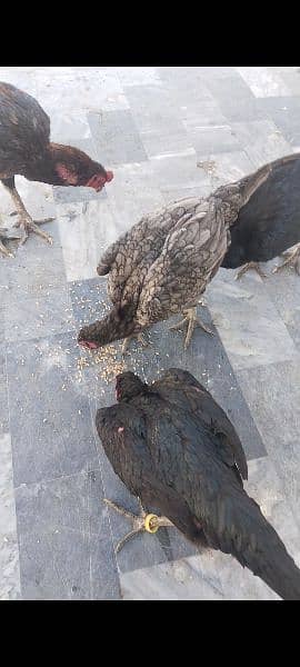 pure Thai chicks hor eggs for sale male female available. 03416282842 3