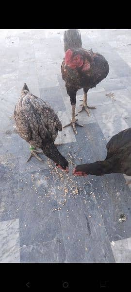pure Thai chicks hor eggs for sale male female available. 03416282842 11