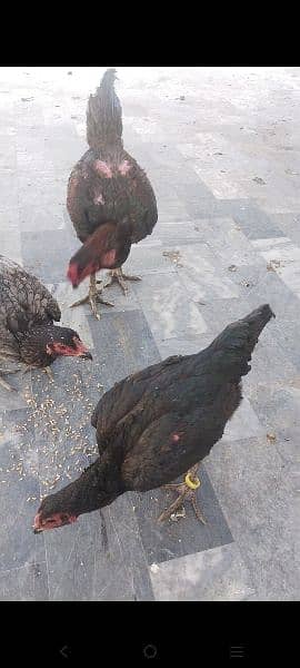 pure Thai chicks hor eggs for sale male female available. 03416282842 12