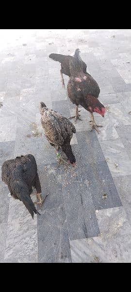 pure Thai chicks hor eggs for sale male female available. 03416282842 13