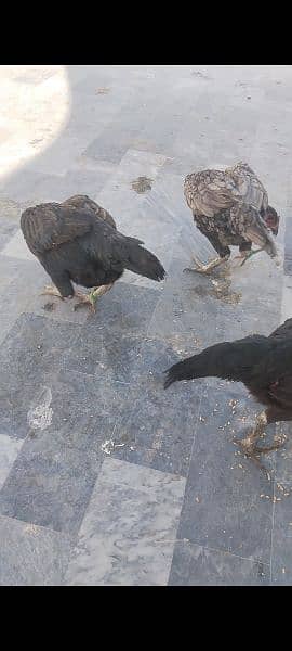 pure Thai chicks hor eggs for sale male female available. 03416282842 14