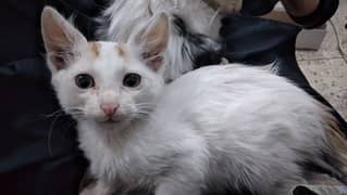 Kitten Looking for a Home