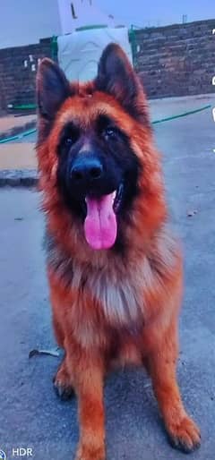 German shepherd hot sale olx