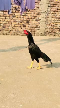 aseel heera for sale Rs 15000 pure quality bird hai