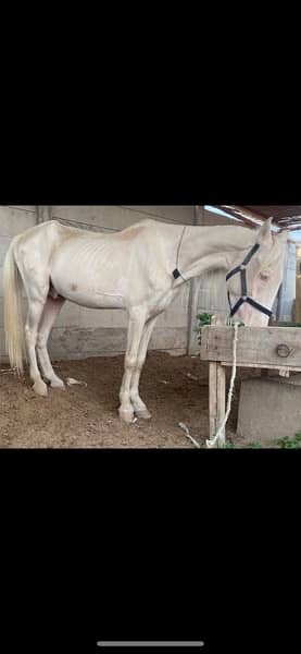 white horse english breed 0