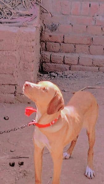 pointer dog light brown colour 2 month age ha 1
