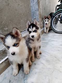 Olx puppies cheap