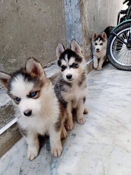 Husky sales puppy olx