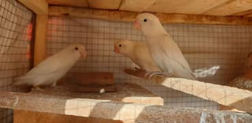 albino splite hogoromo breeder pair  good quality