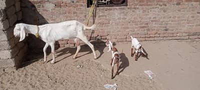 rajanpuri goat with 2 kids