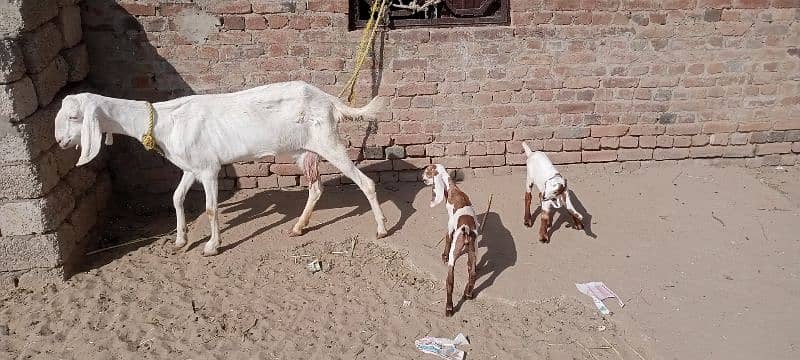 rajanpuri goat with 2 kids 0