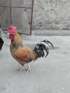 Adult Rooster