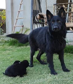 Black German shepherd puppies for sale