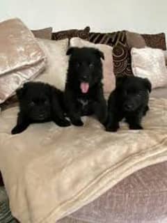 Pedigree black German shepherd puppies for sale