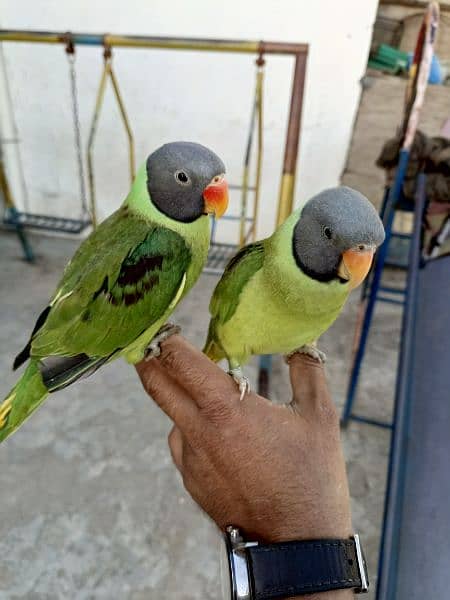 slatyhead/plumhead Nepali parrot 1