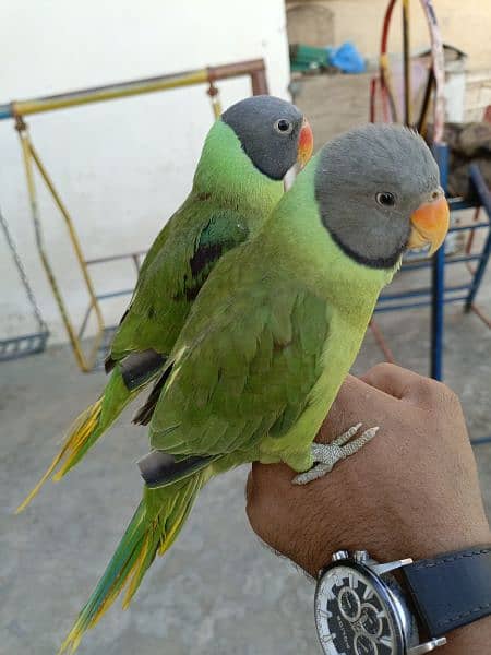 slatyhead/plumhead Nepali parrot 4