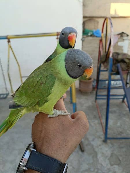 slatyhead/plumhead Nepali parrot 5