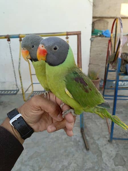 slatyhead/plumhead Nepali parrot 6