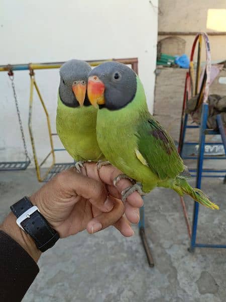 slatyhead/plumhead Nepali parrot 8