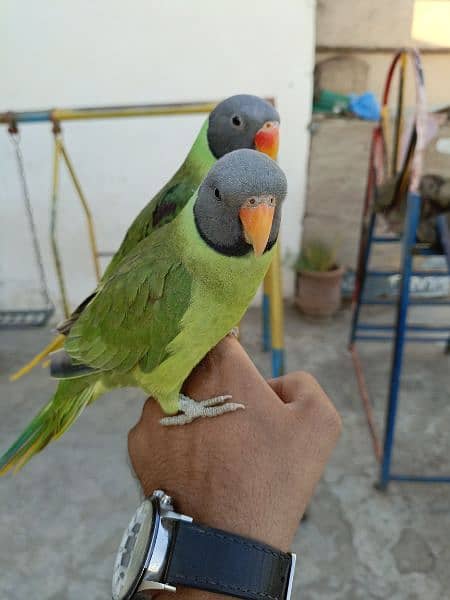 slatyhead/plumhead Nepali parrot 9