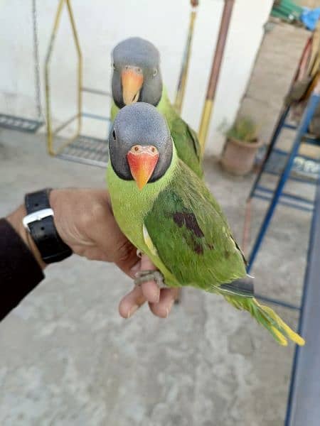 slatyhead/plumhead Nepali parrot 10