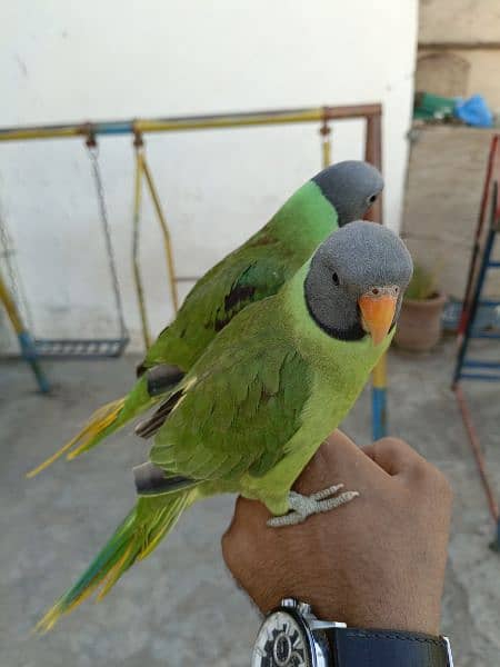 slatyhead/plumhead Nepali parrot 11