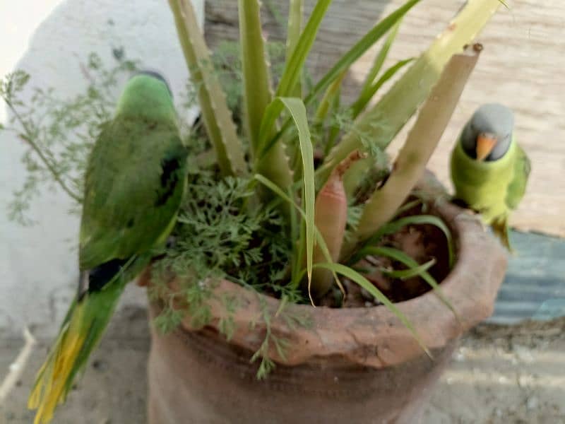 slatyhead/plumhead Nepali parrot 12