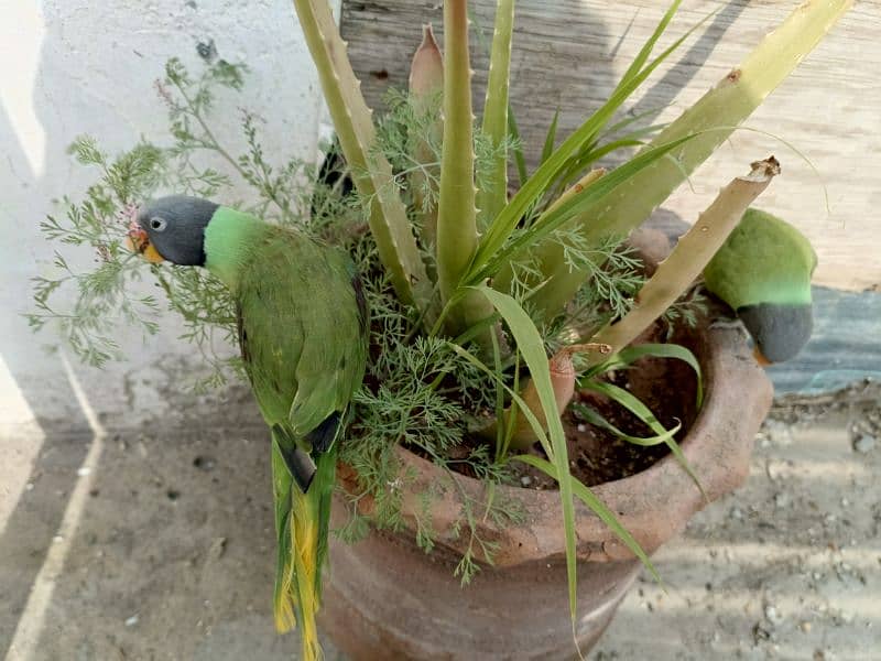 slatyhead/plumhead Nepali parrot 14
