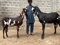 Goat / milk goat sale / milk 1