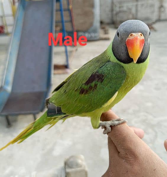 slatyhead/plumhead Nepali parrot 3