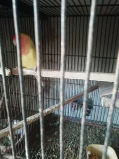 lutino red eye male for sell