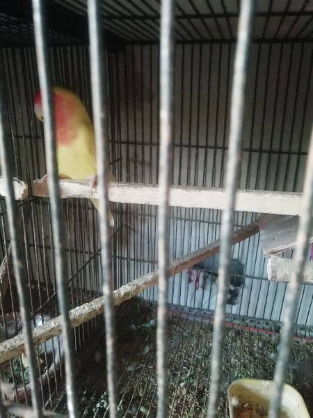 lutino red eye male for sell 0