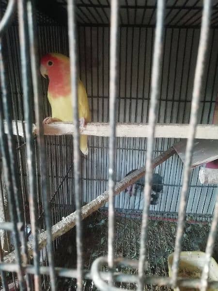 lutino red eye male for sell 1
