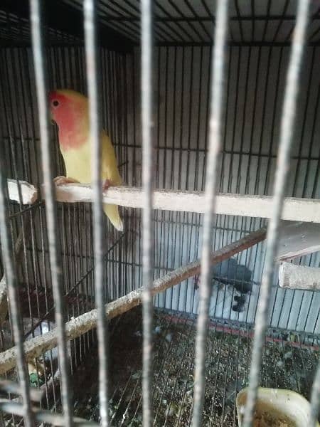 lutino red eye male for sell 2