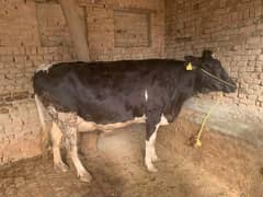 Pure Friesian Cow / Friesian /  Cow for sale