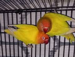 Love bird pair personata red eyes already breeded
