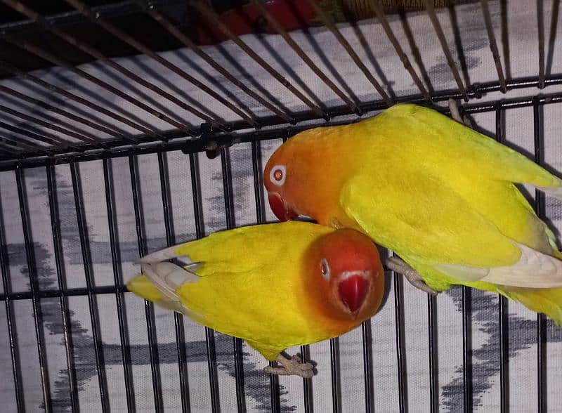 Love bird pair personata red eyes already breeded 1