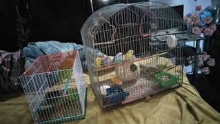 parrotes or Kabooter For Sale 0