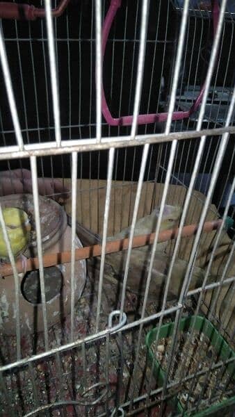 parrotes or Kabooter For Sale 1