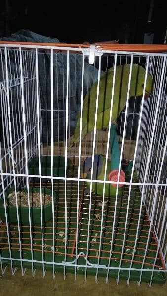 parrotes or Kabooter For Sale 2