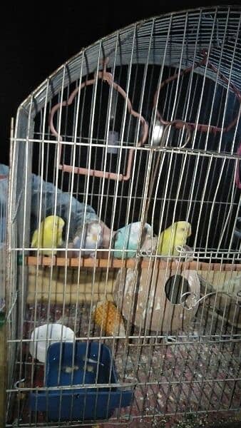 parrotes or Kabooter For Sale 3