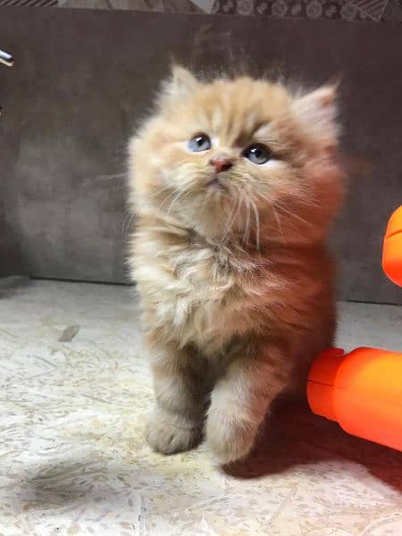 pure persian kittens for sale Cash on delivery 0