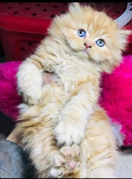 pure persian kittens for sale Cash on delivery 1