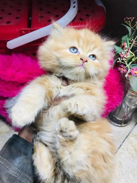 pure persian kittens for sale Cash on delivery 3