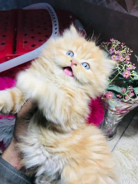 pure persian kittens for sale Cash on delivery 4