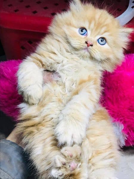 pure persian kittens for sale Cash on delivery 5